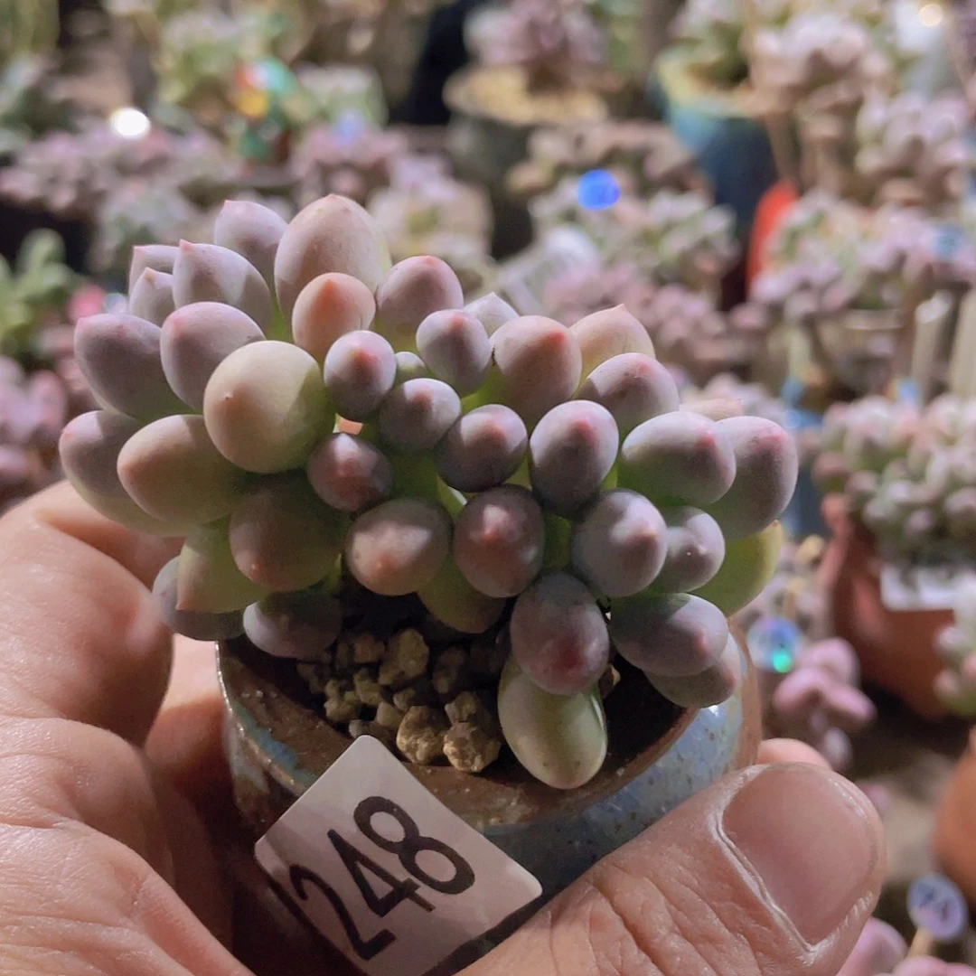 多肉植物多肉植物