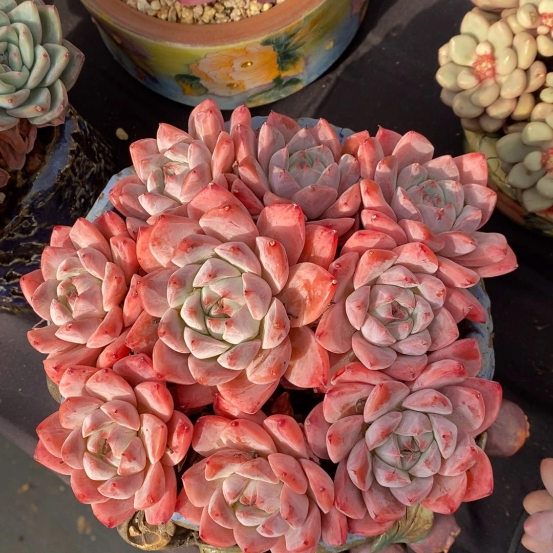 阿尔巴佳人 一物一拍