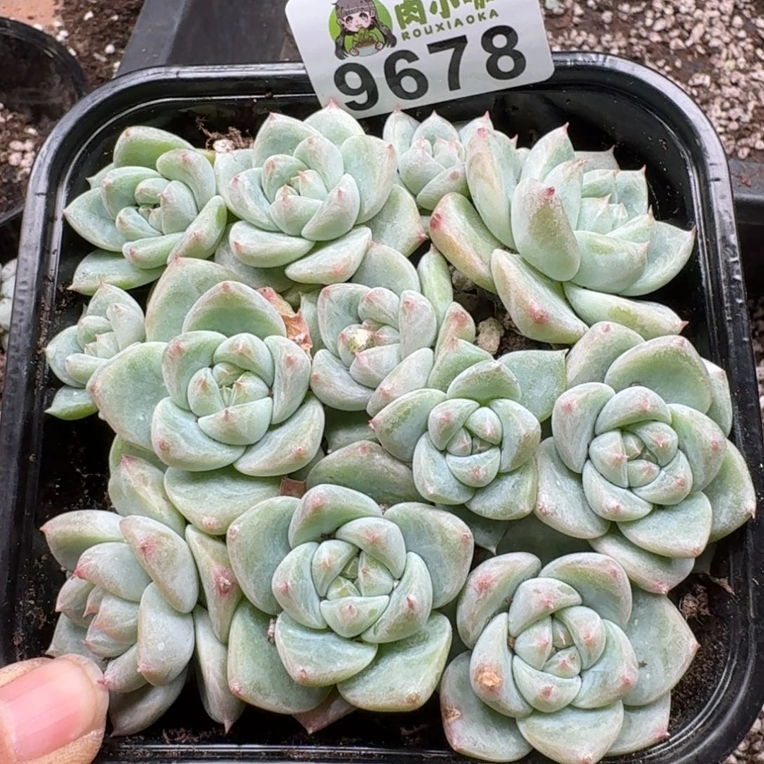 多肉植物多肉植物