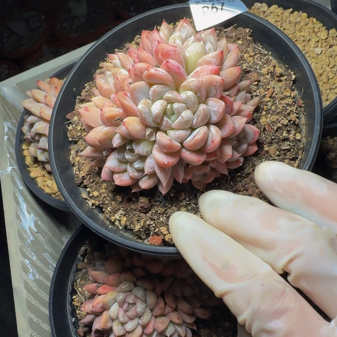 p p p p p p pp p 67