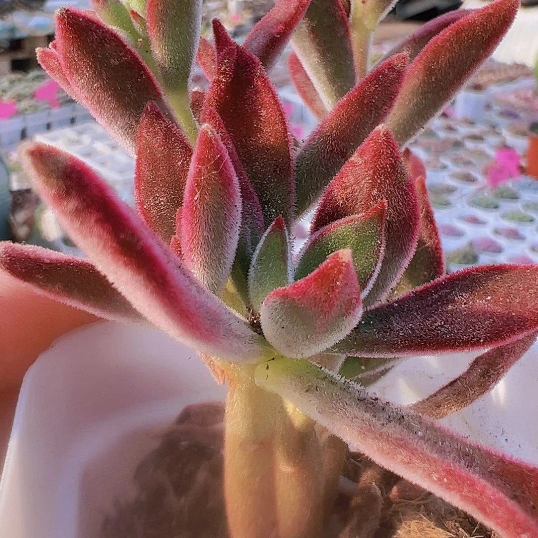 锦晃星19包邮多肉