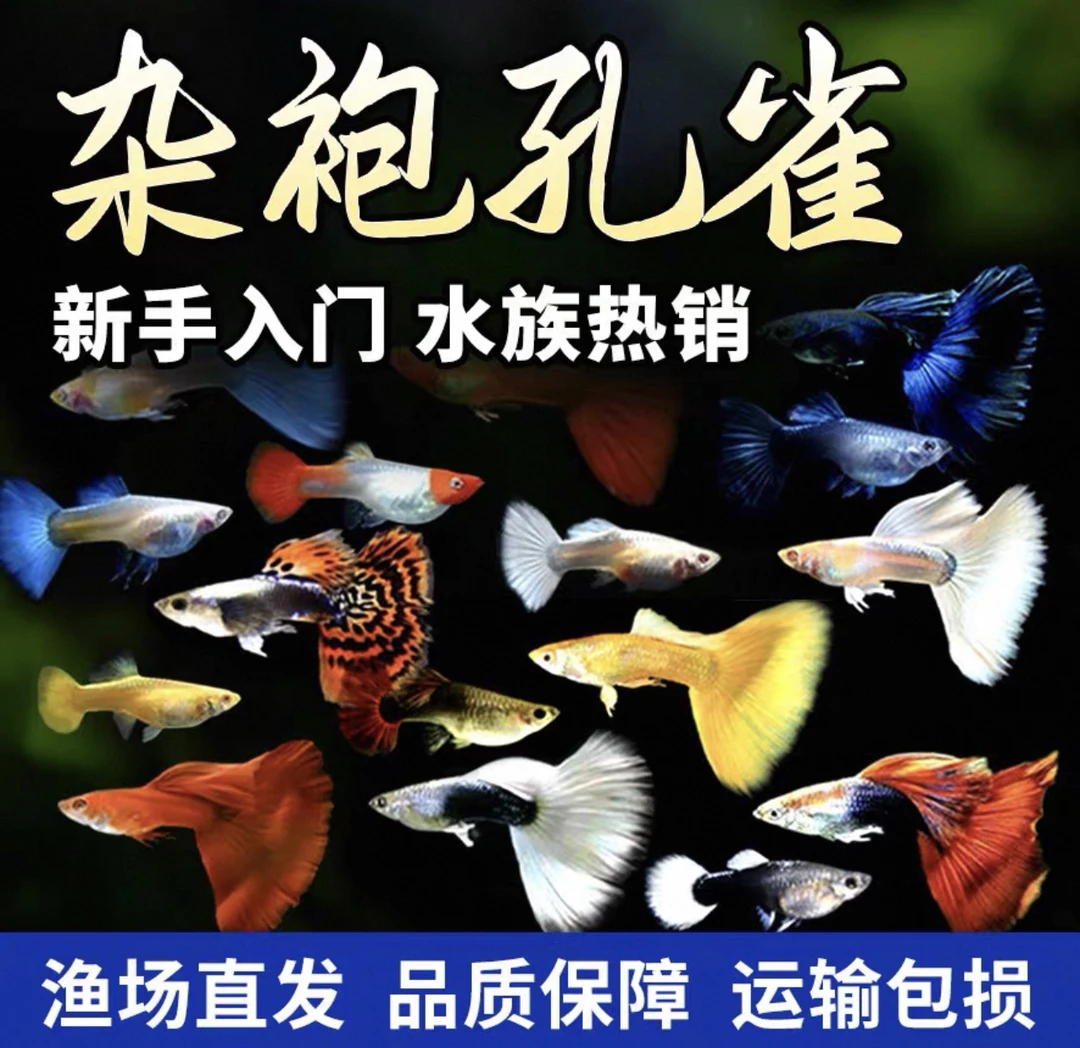 30条杂袍没什么颜色孔雀鱼1到3厘米热带淡水观赏鱼小型好养易繁殖