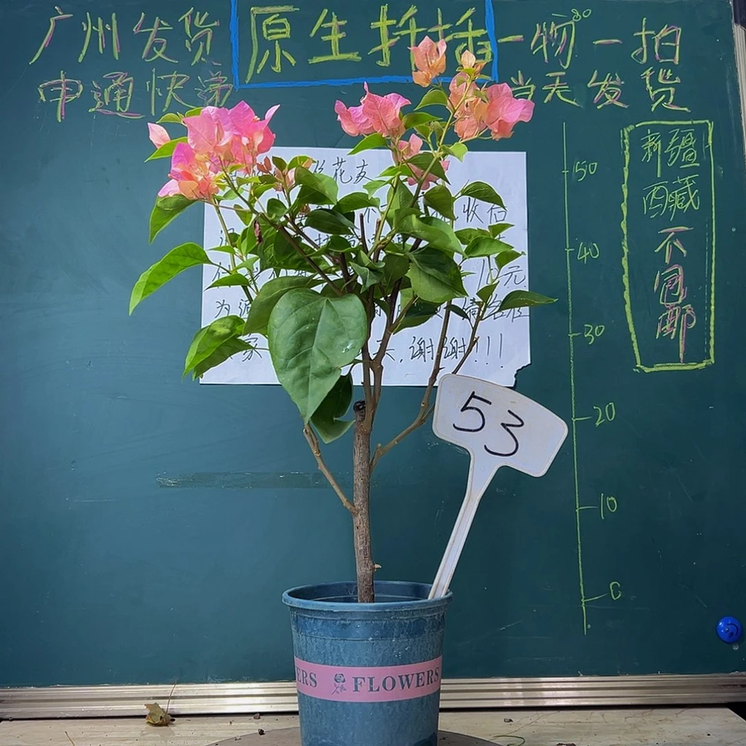 当前无花栽培后可以开花  波伊斯玫瑰  53