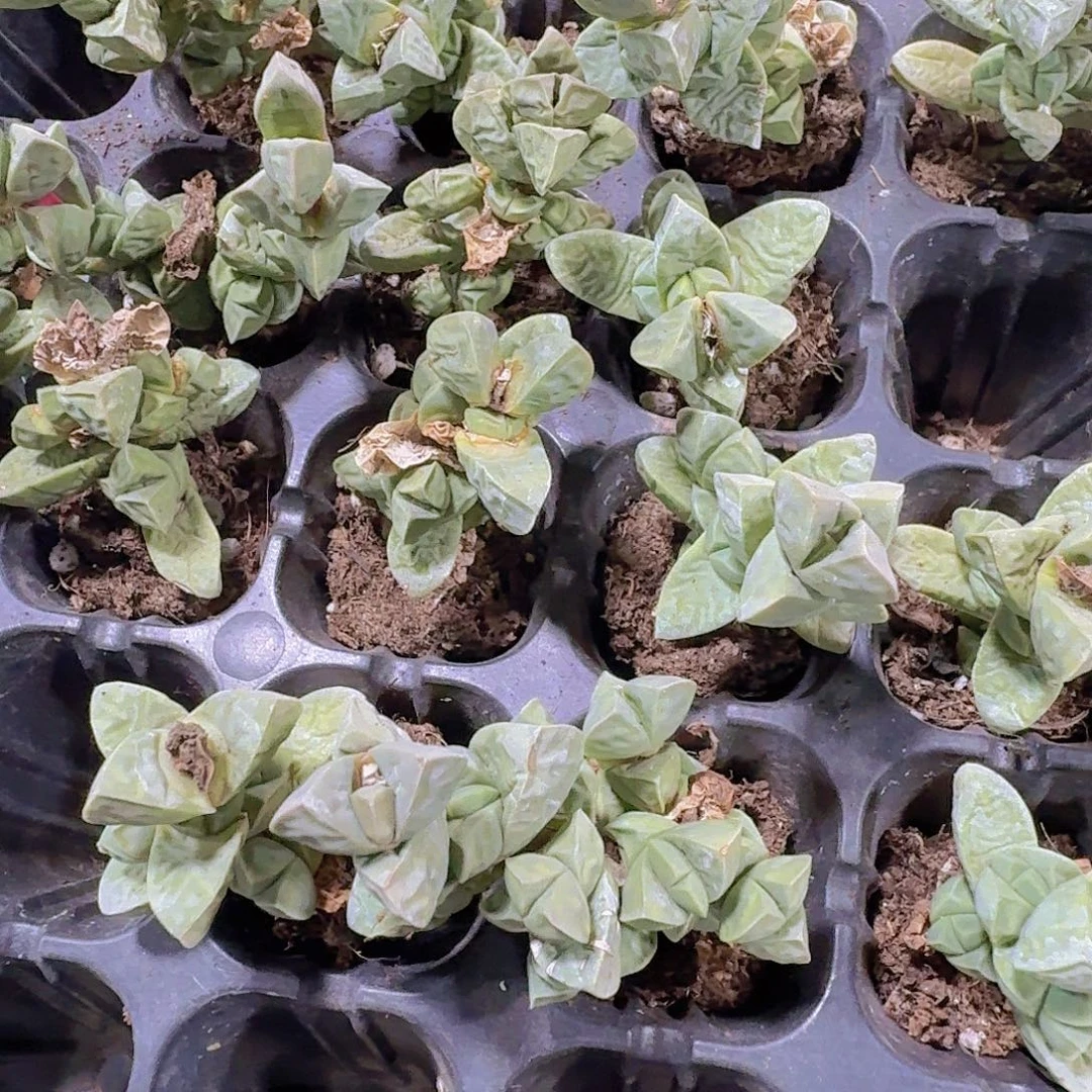 鹿角海棠多肉植物