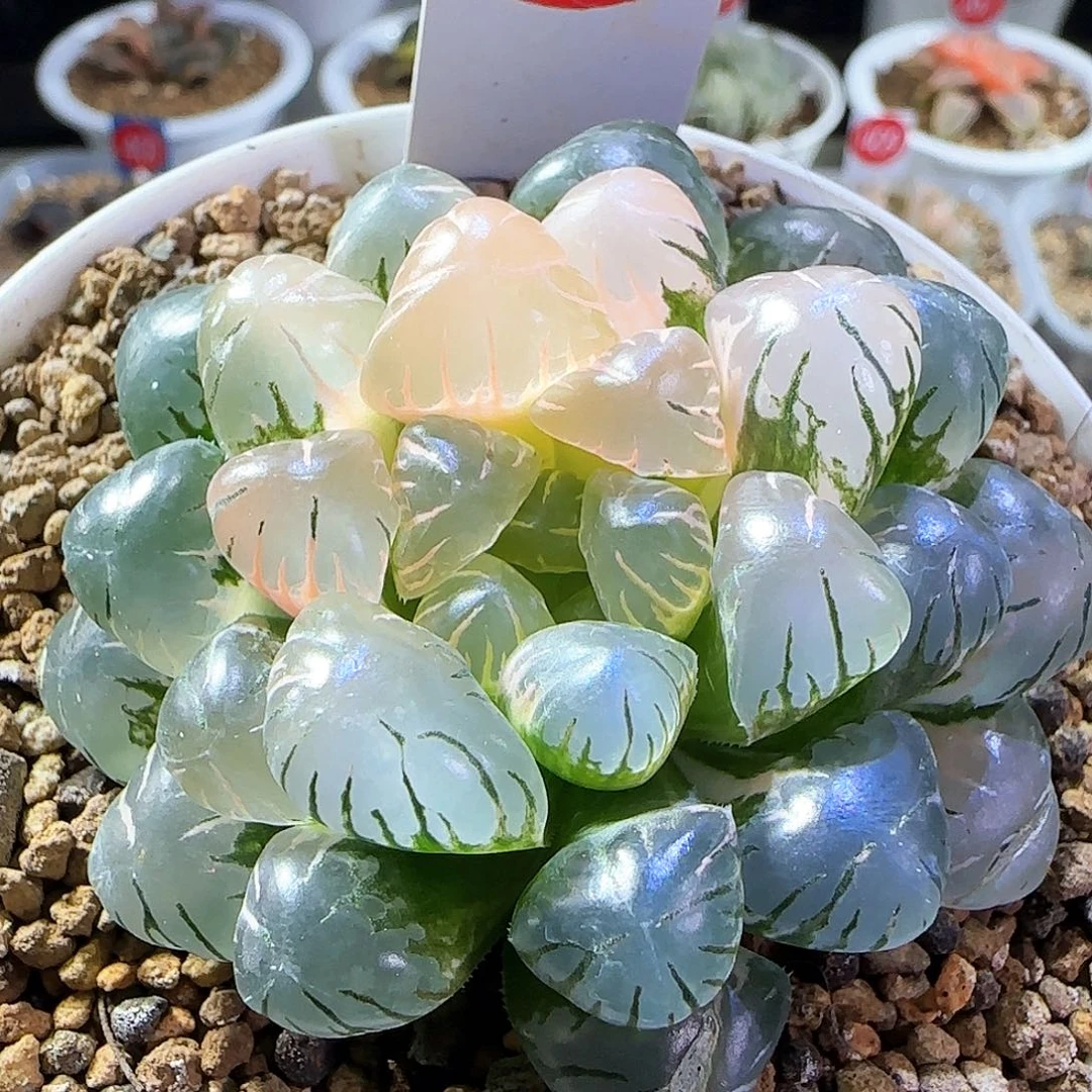 11号大窗冰灯玉露锦一物一拍带盆土
