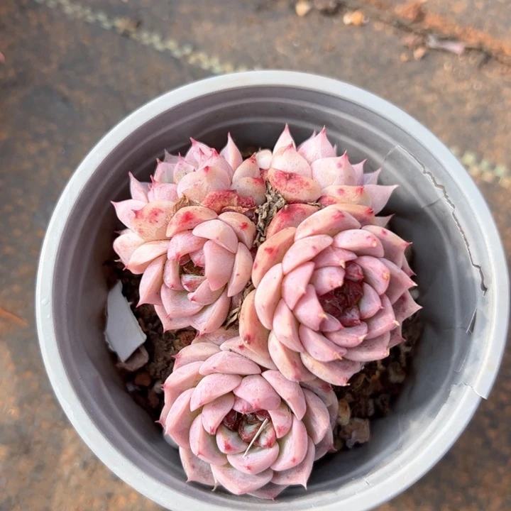 天鹅群多肉植物2-9