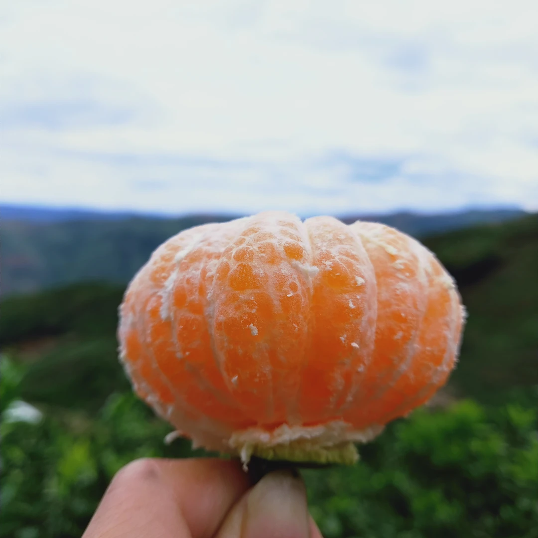 顺丰包邮现摘江西寻乌青皮无籽蜜橘酸甜多汁当季新鲜水果适合孕妇