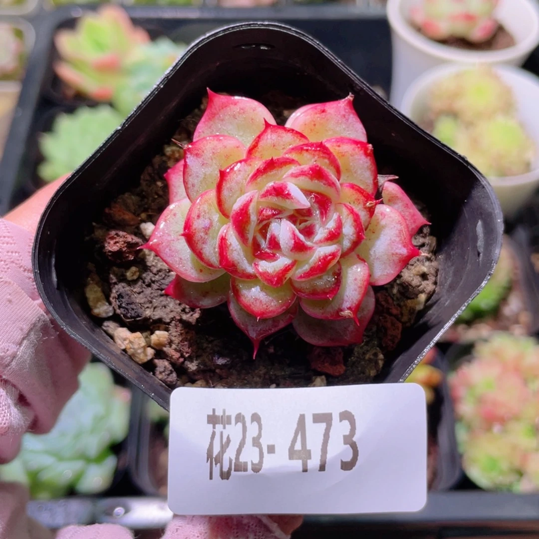 花利美23-473天鹅绒