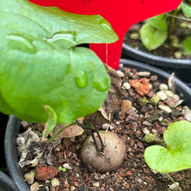 正版南非龟甲龙小苗 盆栽定养 带盆发货 块根植物