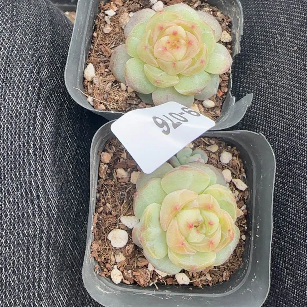 ****娇小卡拉米糖心一物一拍