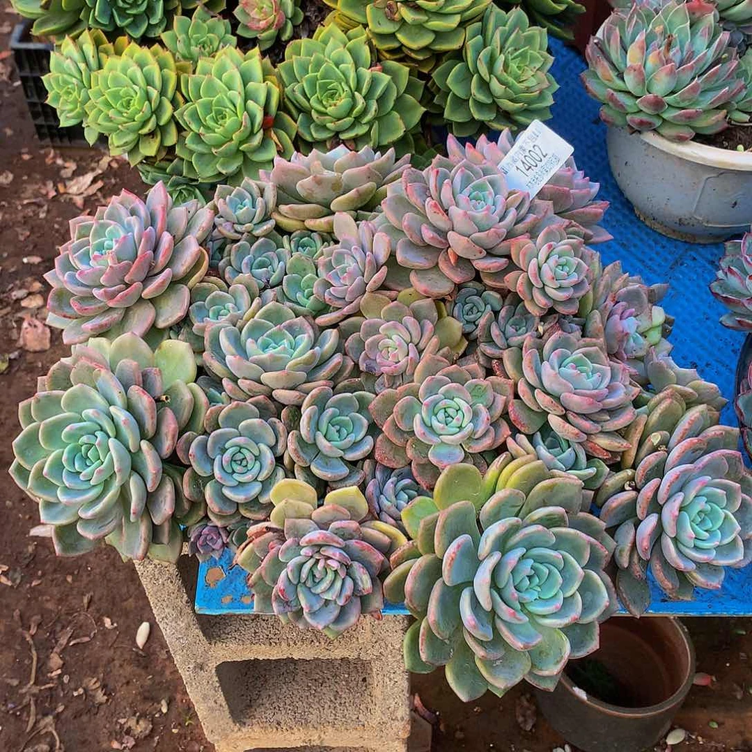 时***初   千山雪多肉14002