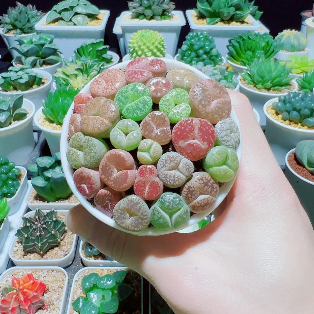 福利，直播间奔驰生石花，35