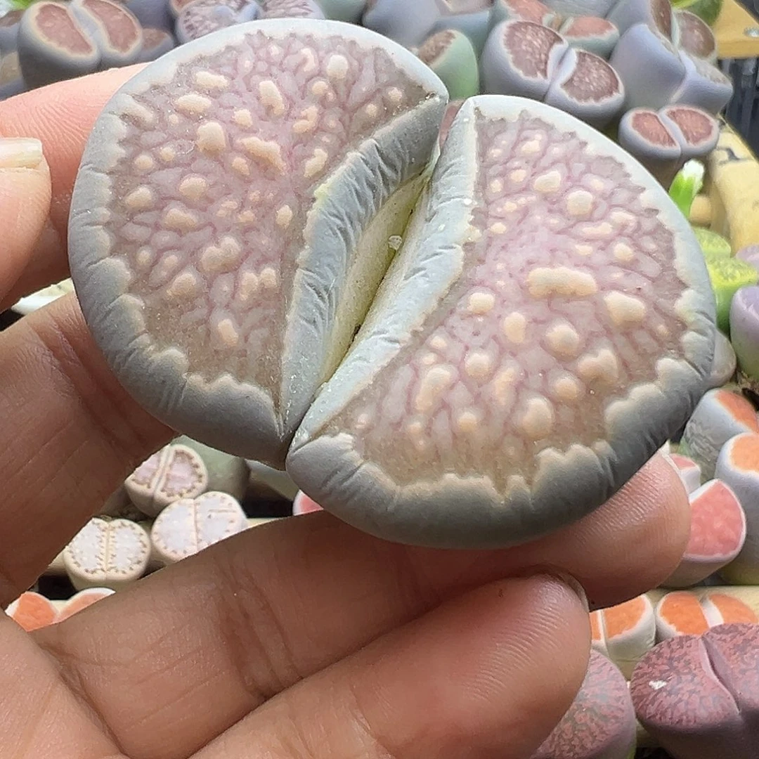 808巨无霸5厘米蓝绿体自己体会