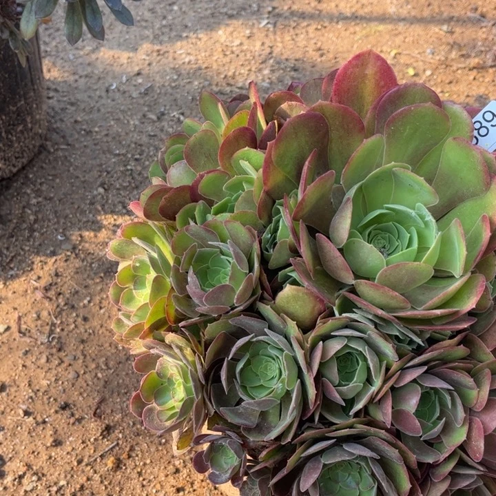 689玫瑰多肉植物