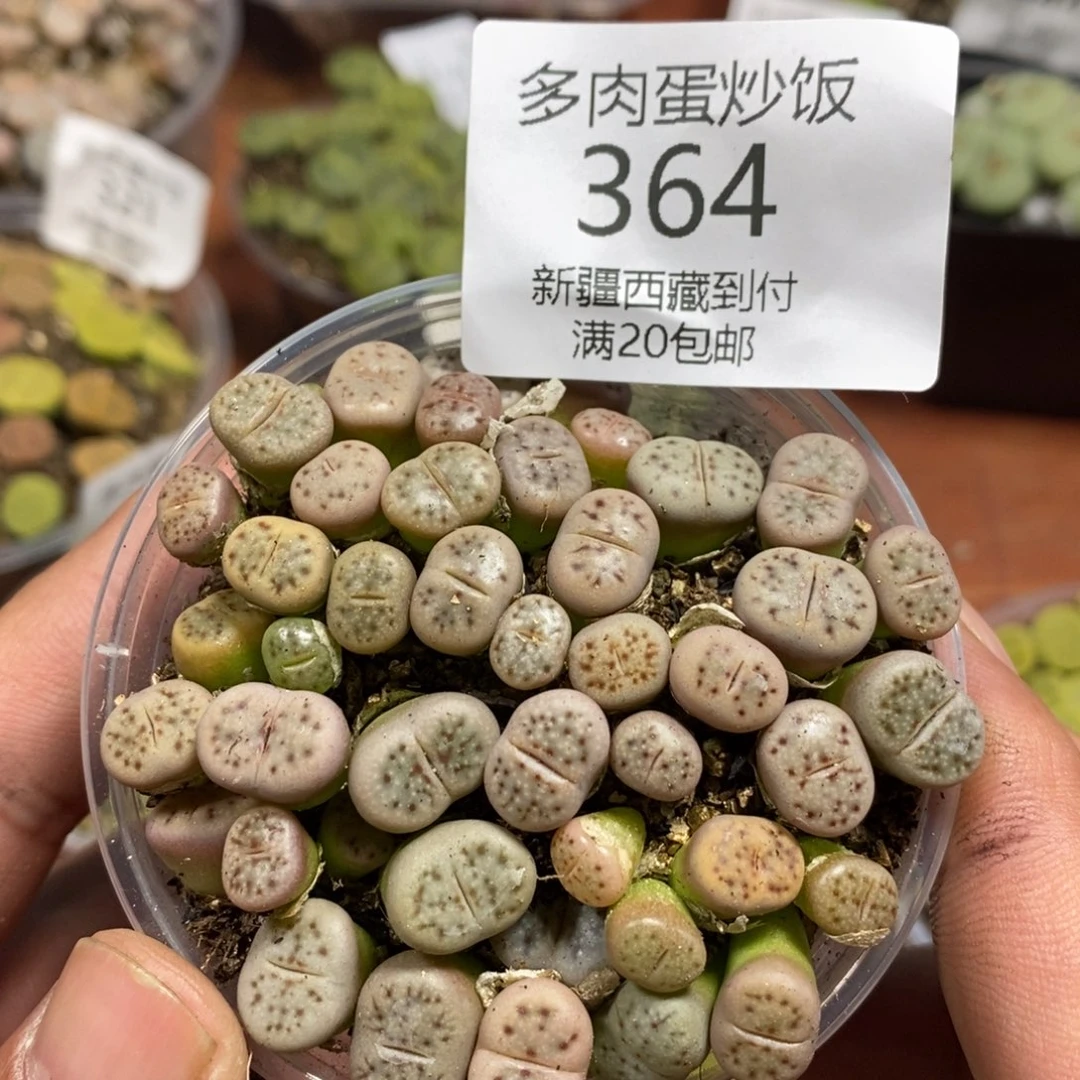 多肉蛋炒饭感谢您相伴364