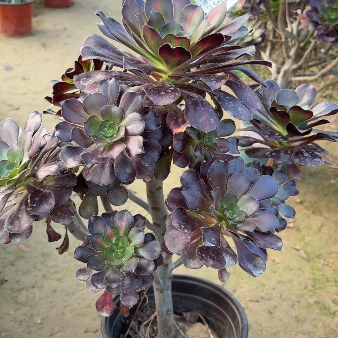 738丽娜中斑多肉植物法师