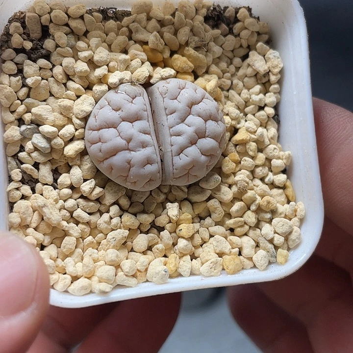 佳人园艺多肉生石花189荒