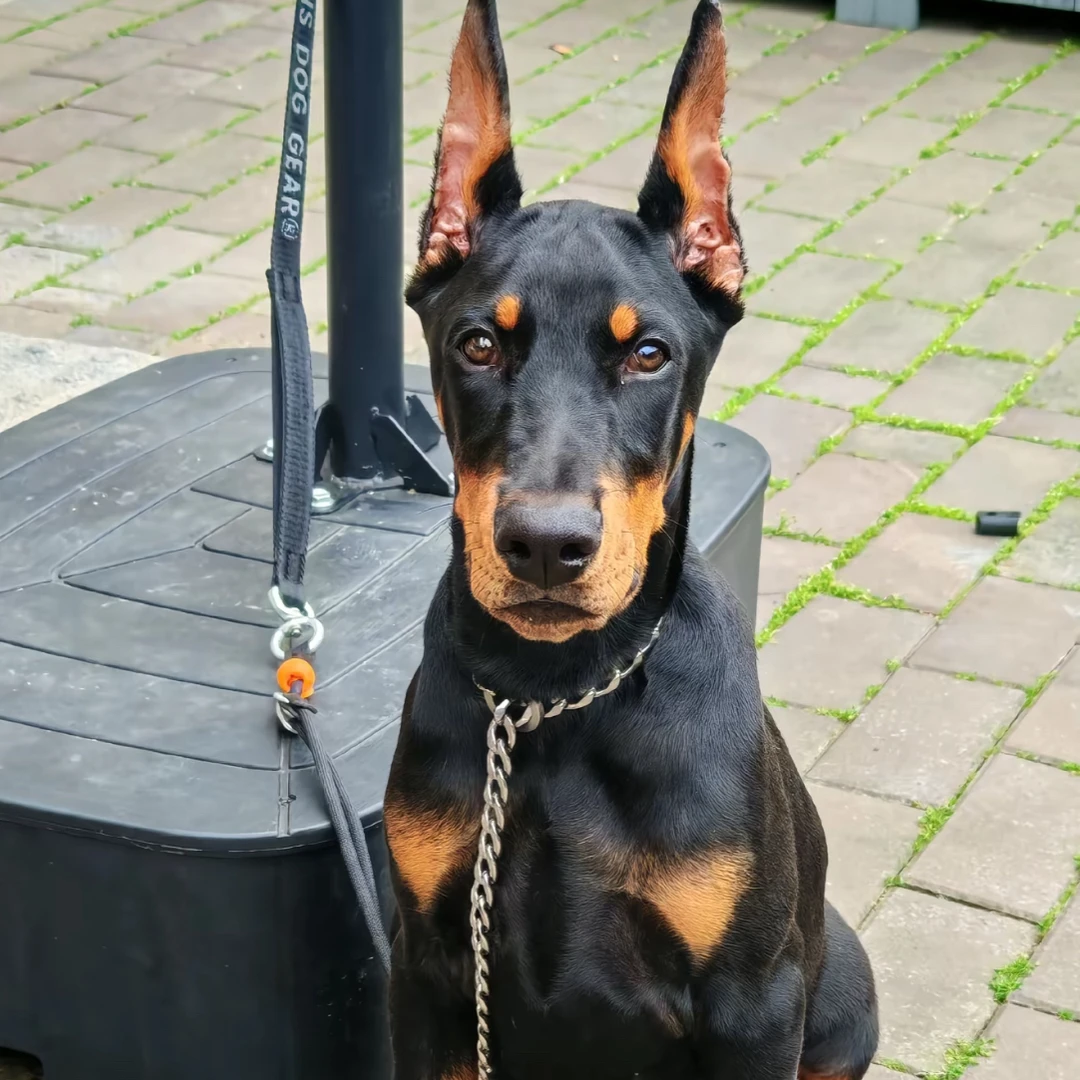 护卫犬杜宾犬宠物狗