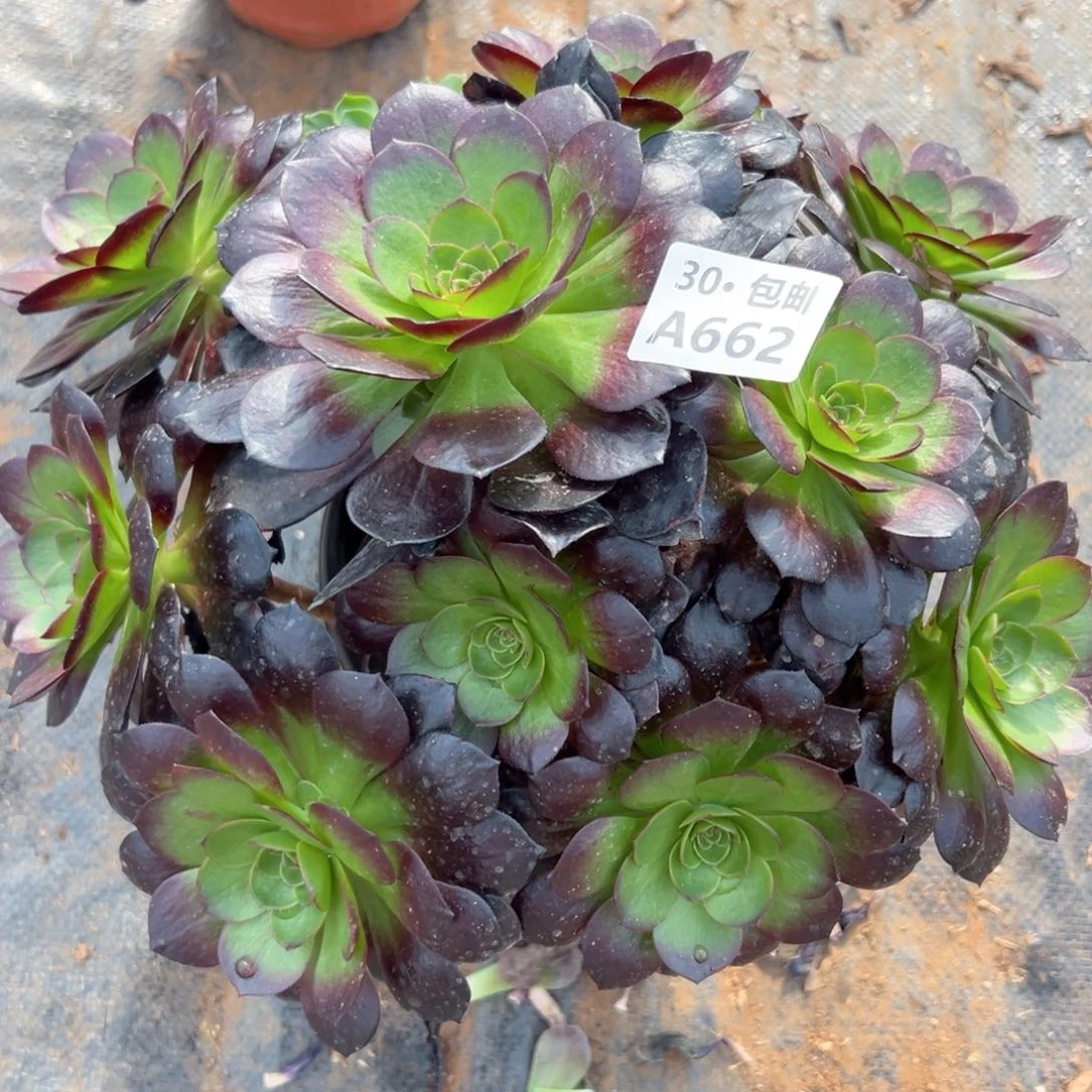 662赤艳连多肉法师不包侧枝