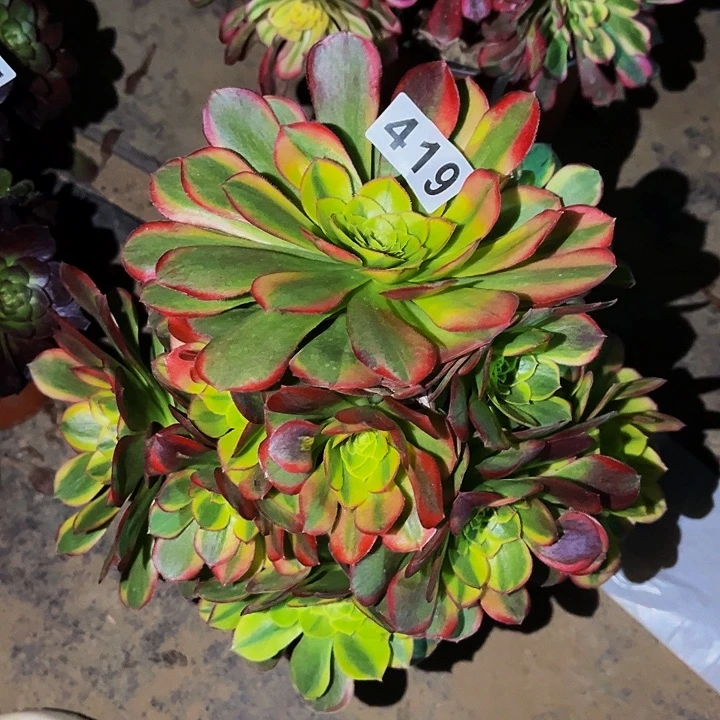 419奶白多肉植物