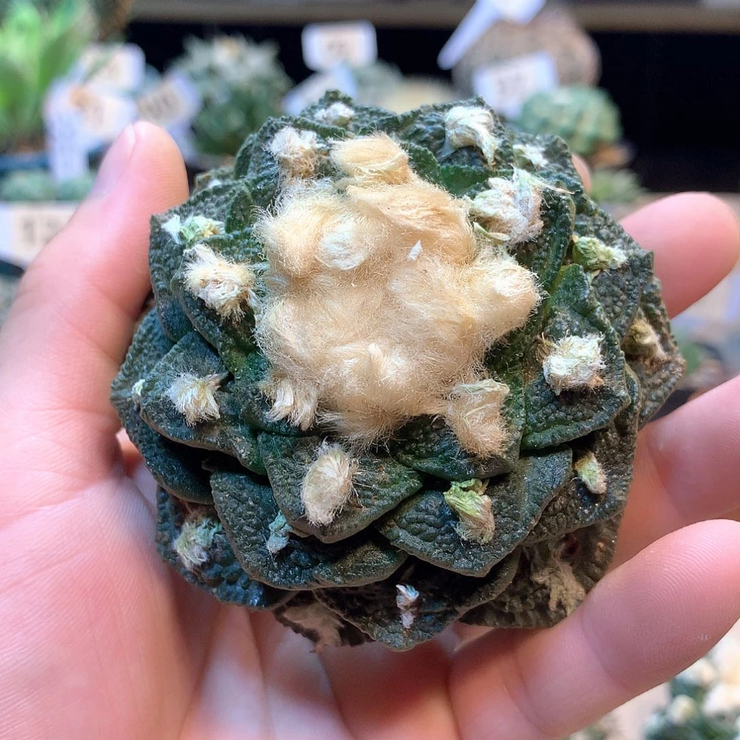 自根龟甲连山