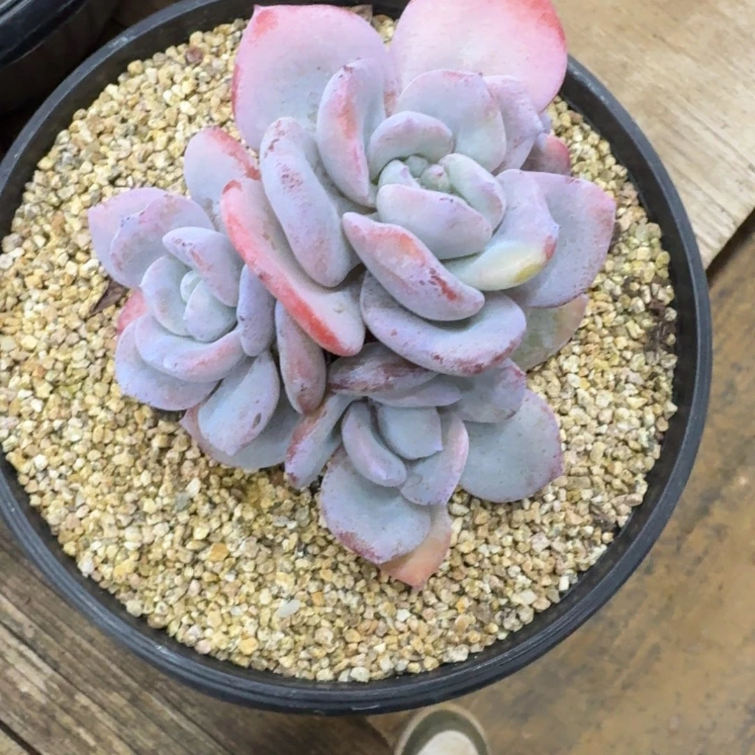 小***紫一物一拍不退不换