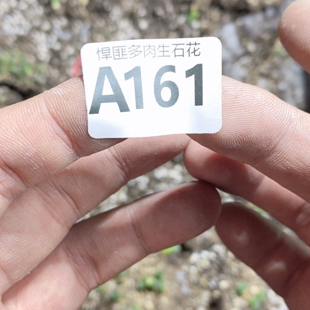 亻***见161号多肉植物多肉植物