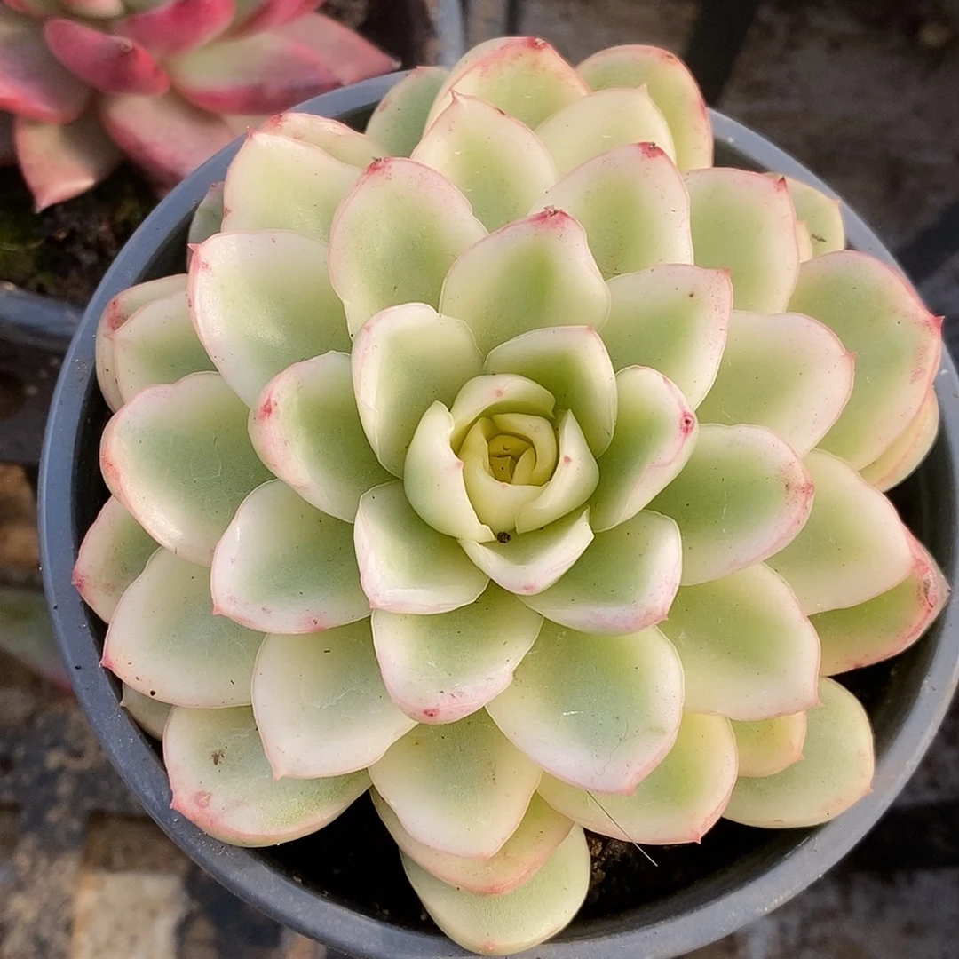 657黄玫瑰哈哈哈哈哈