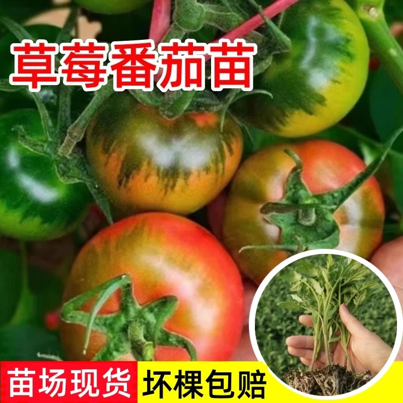 草莓番茄苗秧苗铁皮西红柿秧子绿腚柿子千禧圣女果种籽苗盆栽菜苗