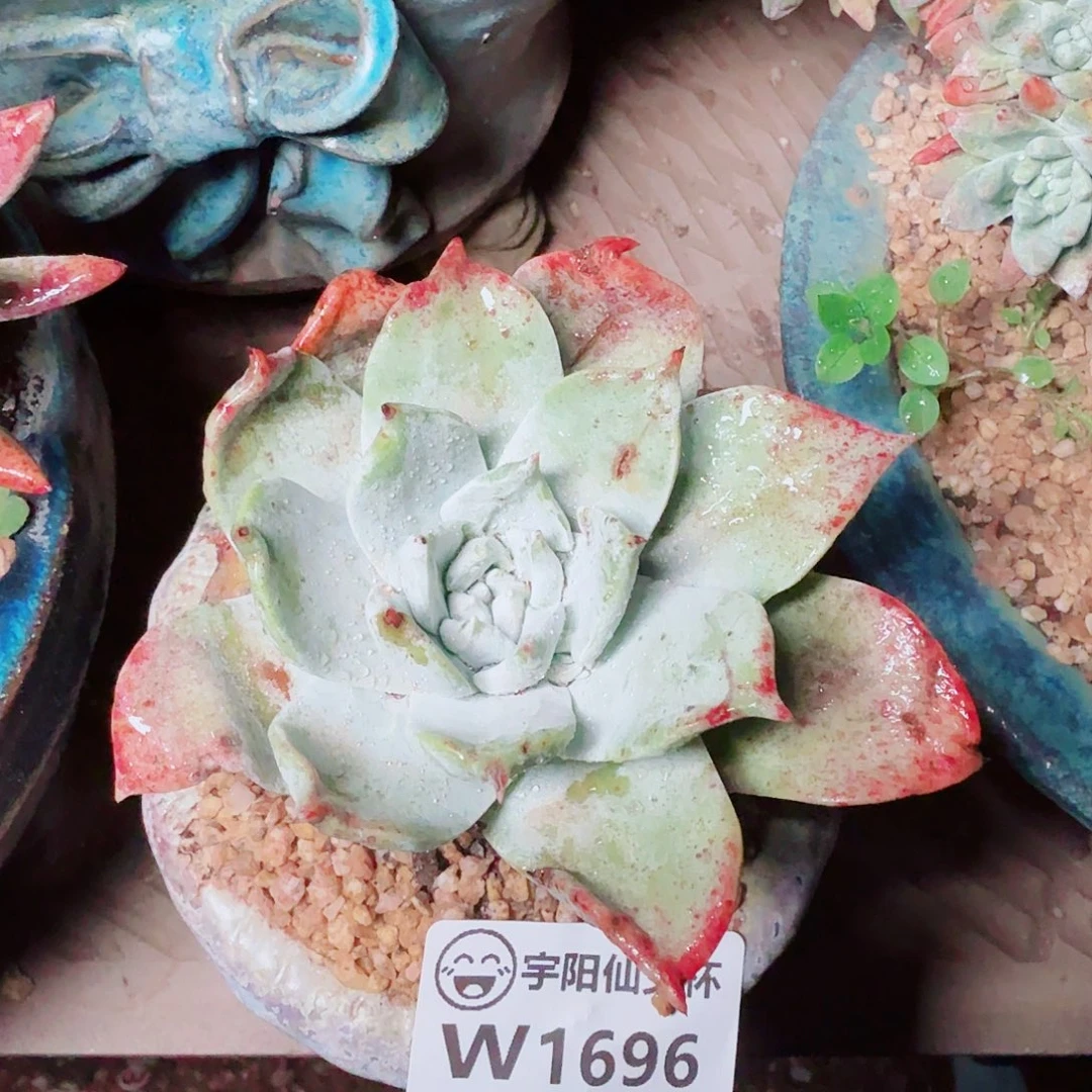 1696牡丹苹果叶多肉