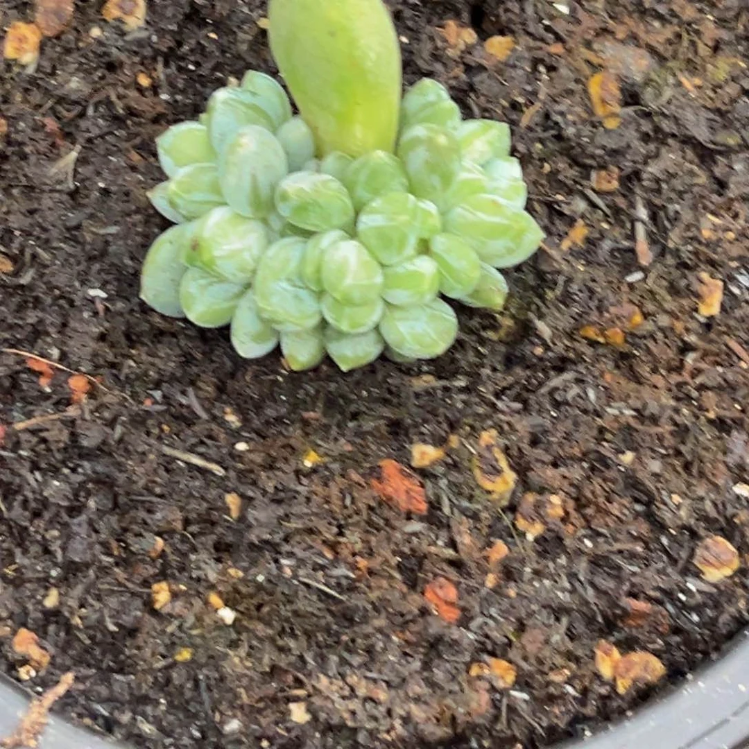 1909下午多肉植物群生