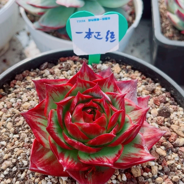 一***道惊鸿仙子多肉植物