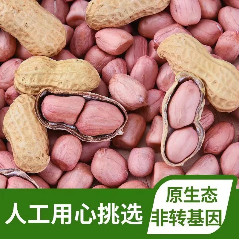 带壳花生鲜带壳花生新花生米新鲜沙土花生米剥壳大颗粒白沙花生米