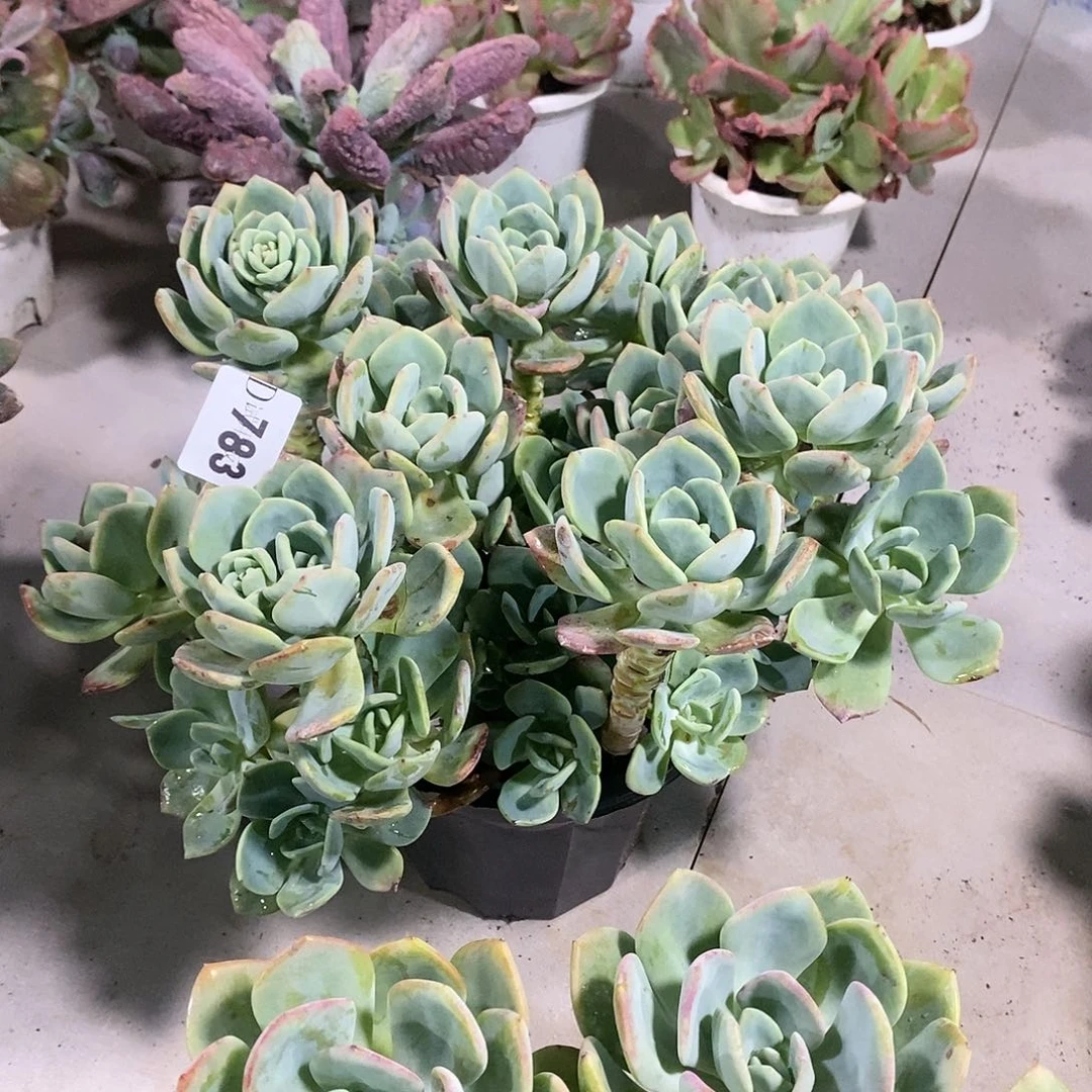 猪*子783白月光多肉植物