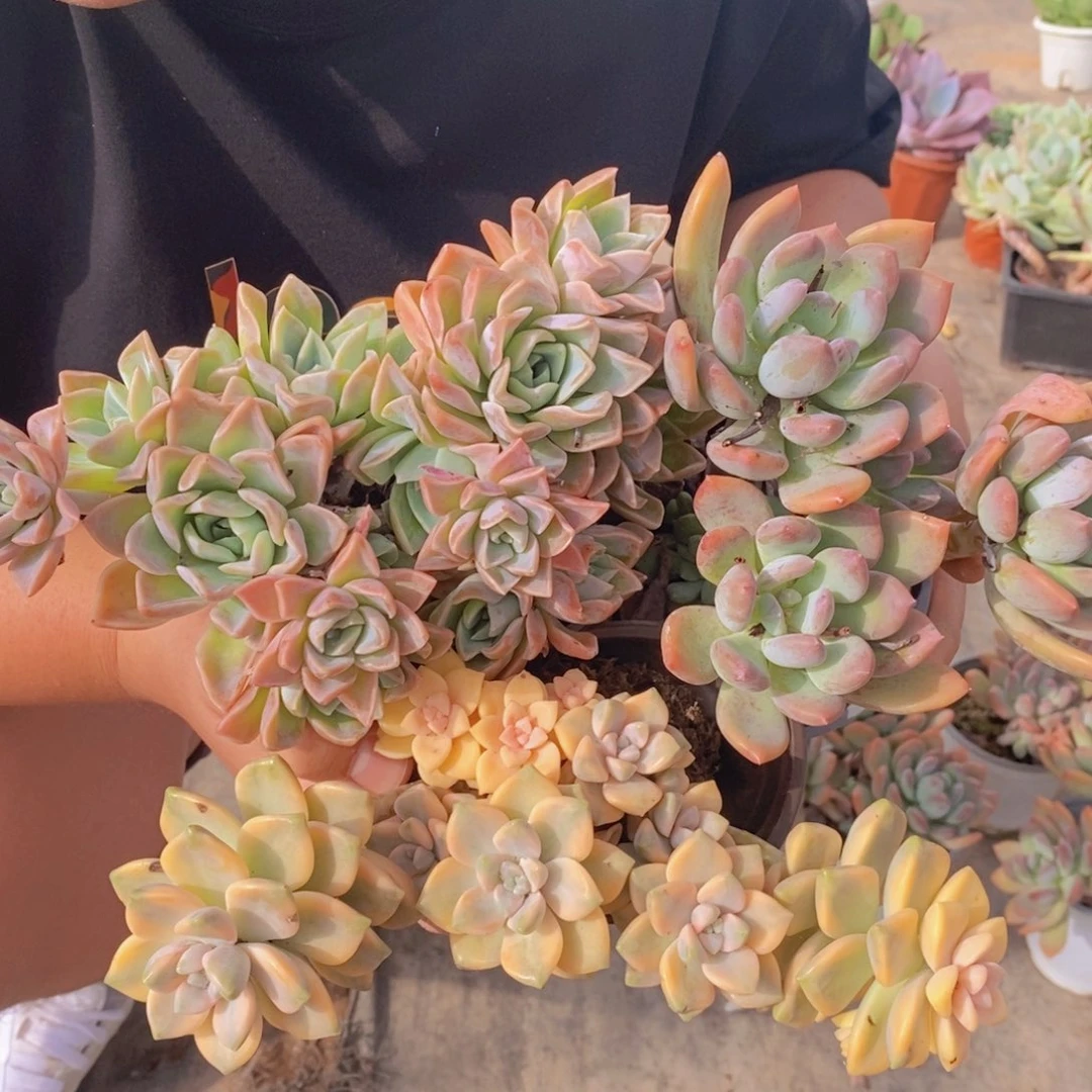 美杏锦，三头灰姑娘，哈利沃森朵朵各一