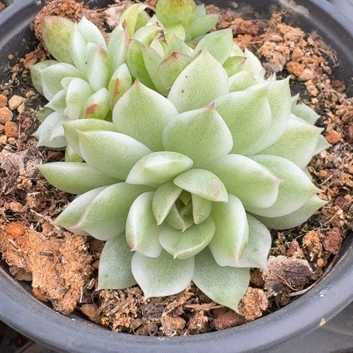 黑水晶锦一物一拍