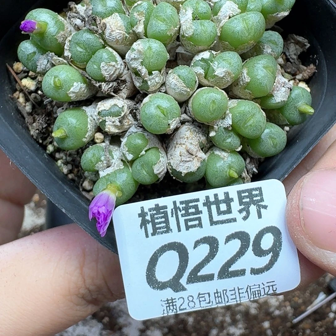 的植物的润泽尺寸