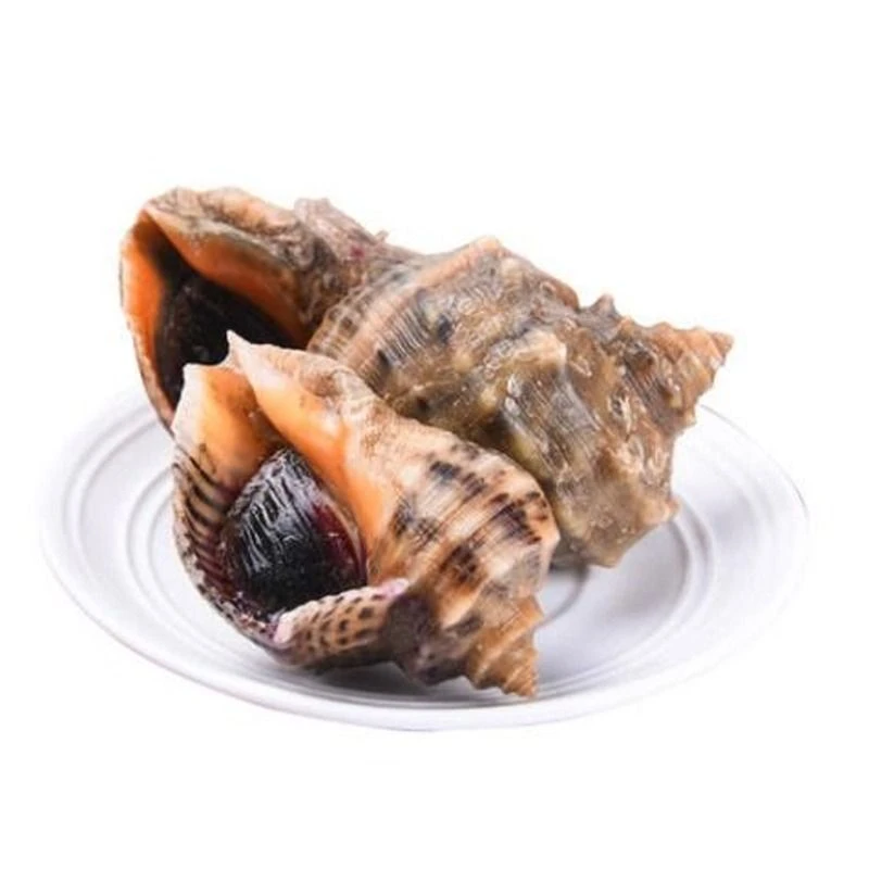 【贝类】深海大海螺 包活到家