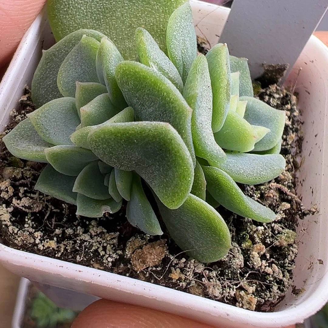 三头谪仙随机福利