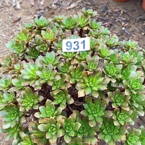 花茶法师多肉植物多肉植物931