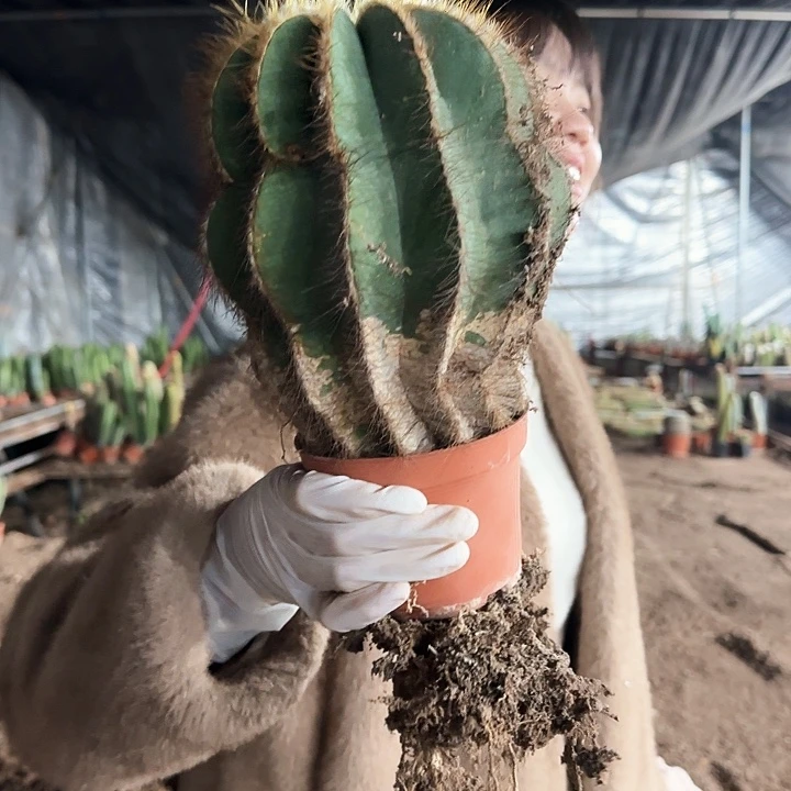 单头大银光（瑕疵不售后）1111