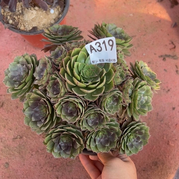 趴***会万拉丝多肉植物319.