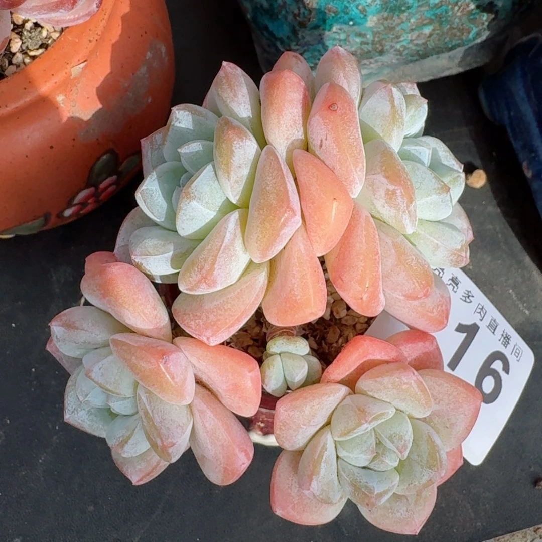 长腿冰玉      愿你一路坦途，乘风破浪展宏图