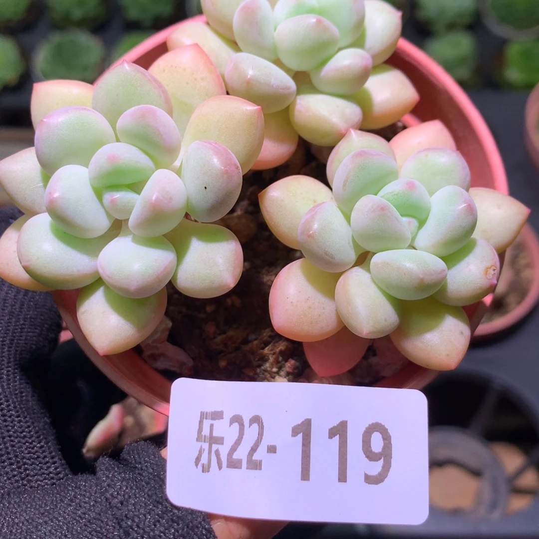 乐然22-119 泡泡糖