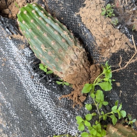 清清3-564随机有斑420