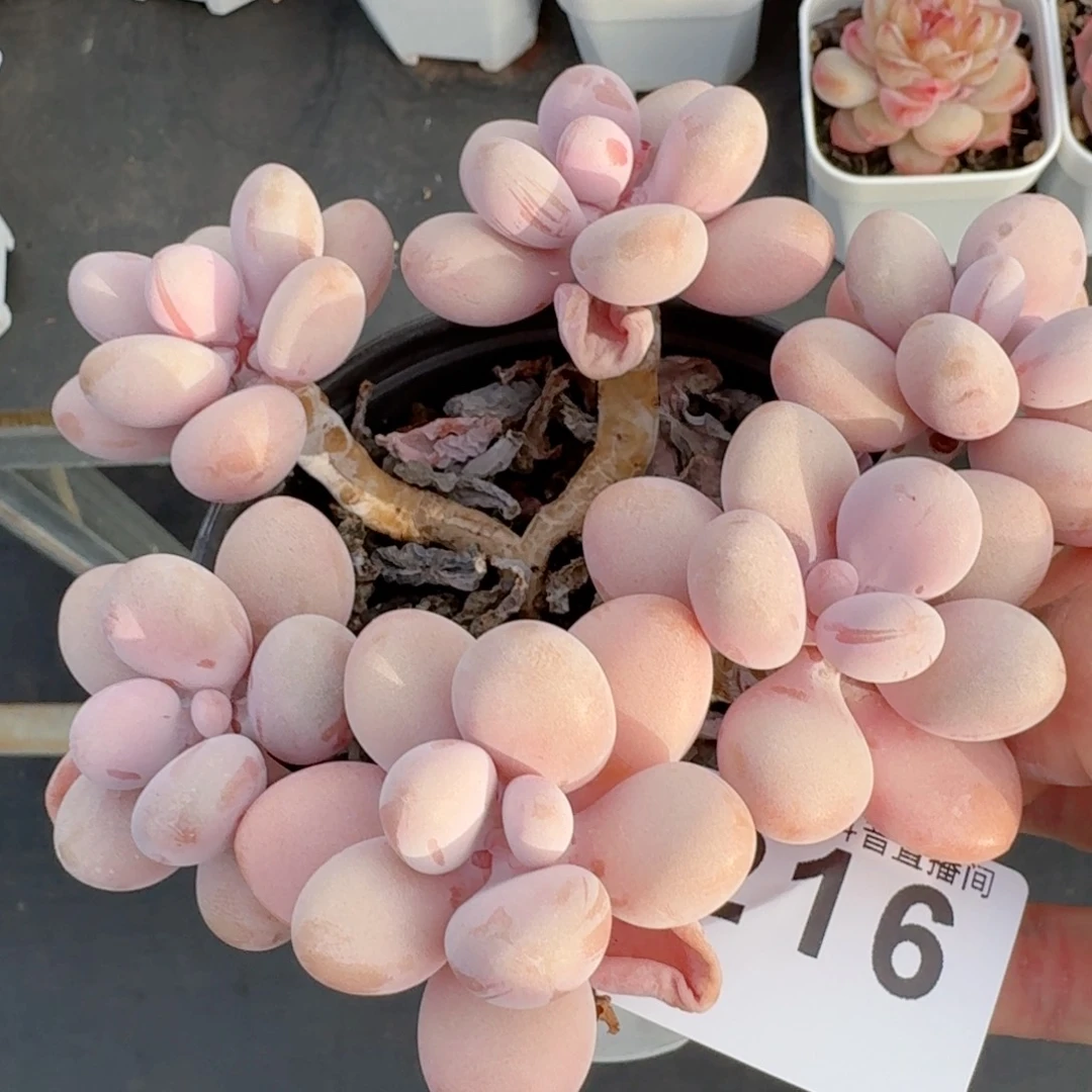 开播福利桃蛋         多肉植物