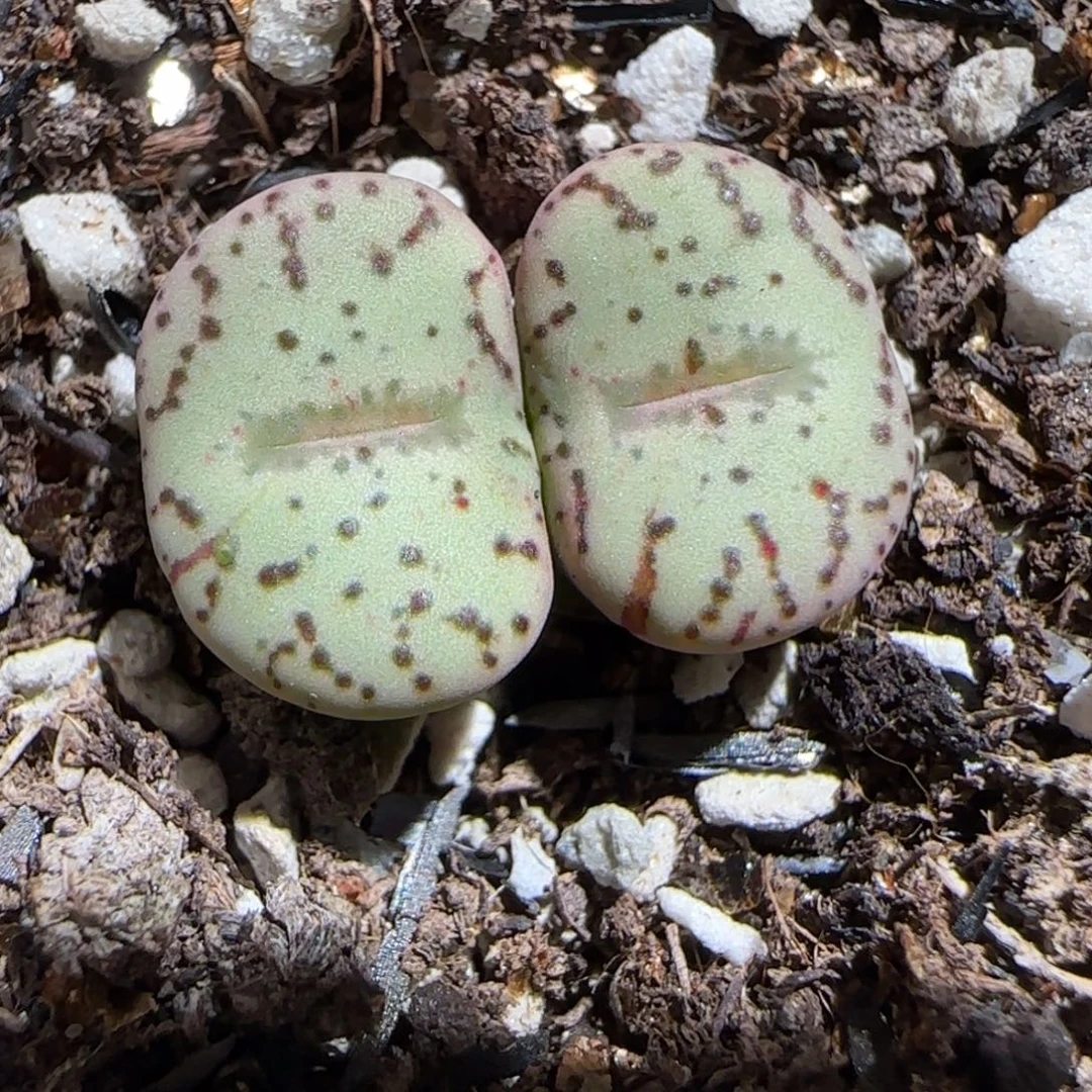 肉锥多肉植物组合-荷叶安贞1240