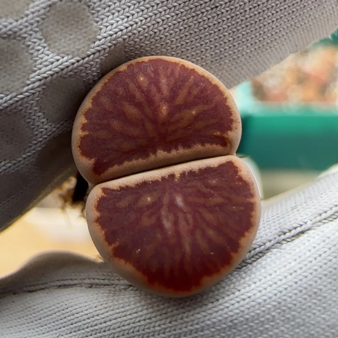 6.3。红窗菊。9021。小