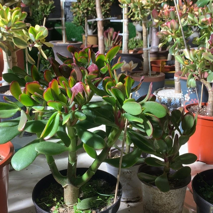 雨***点L42韩国紫叶