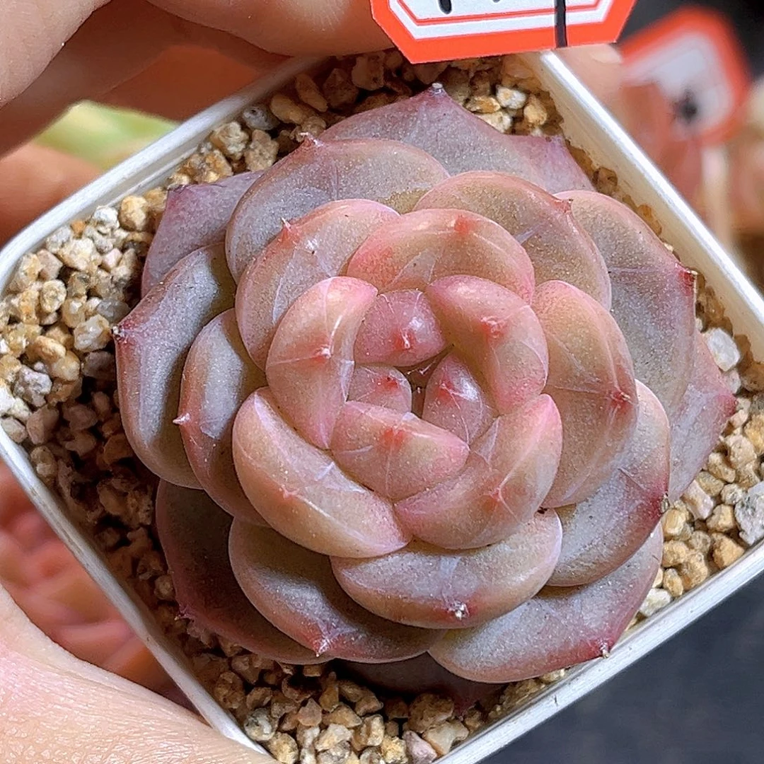 K109  闲花珍妮 满18包邮